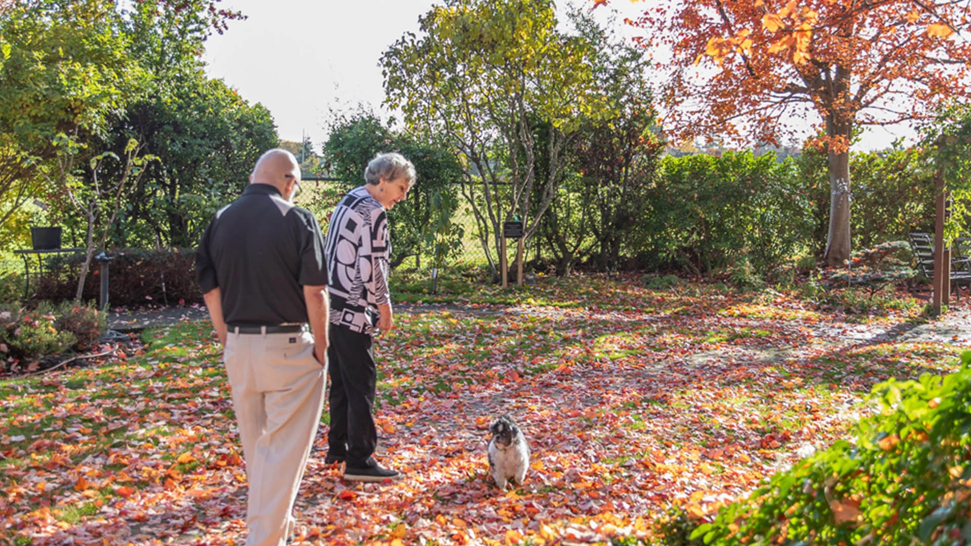 Senior couple in a park walking their dog in the fall